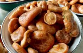 Сохранение полезных свойств грибов: виды обработки рыжиков