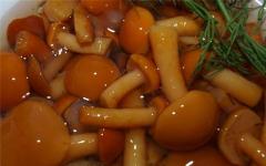 «Щедрые на урожай» — грибы опята: польза, вред и калорийность продукта