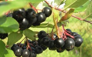 Как сделать домашнее вино из черноплодной рябины по простому рецепту с водкой?