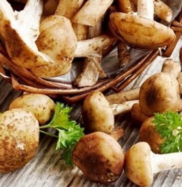 «Щедрые на урожай» — грибы опята: польза, вред и калорийность продукта Чем полезны замороженные опята