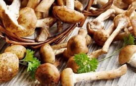 «Щедрые на урожай» — грибы опята: польза, вред и калорийность продукта Чем полезны замороженные опята