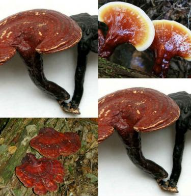 Jamur reishi: komposisi unik dan khasiat obat Indikasi penggunaan tablet jamur reishi