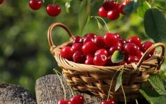 Cherry: manfaat dan bahaya kesehatan Sifat dan bahaya ceri yang bermanfaat
