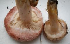 Jamur volnushka yang dapat dimakan bersyarat jamur merah muda volnushka bagaimana tampilannya