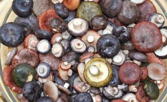 How to pickle black milk mushrooms: salting features