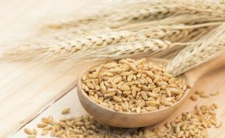 Variety and benefits of wheat cereals