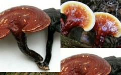 Jamur reishi: komposisi unik dan khasiat obat Indikasi penggunaan tablet jamur reishi