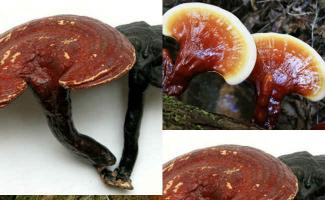 Reishi mushrooms: unique composition and medicinal properties Indications for the use of reishi mushroom tablets