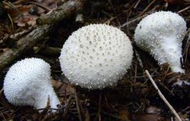 Raincoat mushroom - beneficial properties, contraindications and recipes