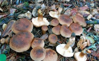 Jamur baris, jenis dan ciri utamanya Seperti apa jamur baris beracun