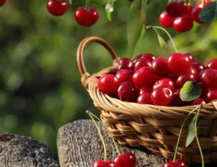 Cherry: manfaat dan bahaya kesehatan Sifat dan bahaya ceri yang bermanfaat