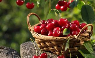 Cherry: health benefits and harm Cherry beneficial properties and harm