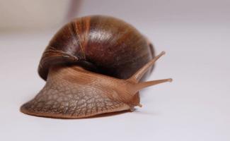 Achatina snails: extreme cosmetology with a rejuvenating effect