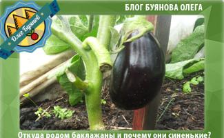White eggplant and regular blue (dark purple), benefits and harm