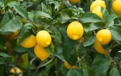 Calorie content and beneficial properties - lemon juice Use in folk medicine: recipes
