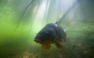 Khasiat Ikan Mas yang bermanfaat Bagaimana ikan gurame bermanfaat bagi manusia