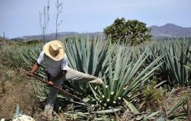 Useful properties and methods of using agave syrup Agave nectar beneficial properties