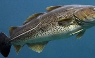 Ikan cod: kbju, manfaat dan bahayanya bagi kesehatan, resep masakan Kandungan kalori ikan cod rebus tanpa garam