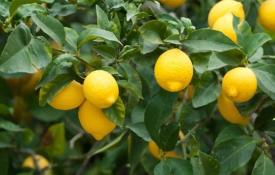 Kandungan kalori dan khasiat yang bermanfaat - jus lemon Digunakan dalam pengobatan tradisional: resep