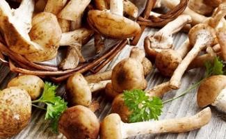 “Generous for the harvest” - honey mushrooms: benefits, harm and calorie content of the product Why frozen honey mushrooms are useful