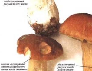 Jamur putih (Boletus edulis) Pemakan jamur putih