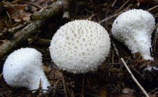 Raincoat mushroom - beneficial properties, contraindications and recipes